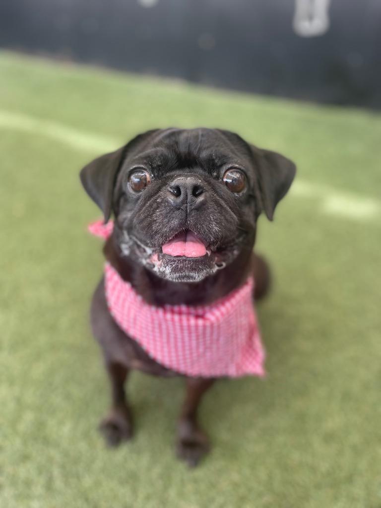 Enlarge Londyn, a Adoptable Pug in Gardena, CA image 5/6