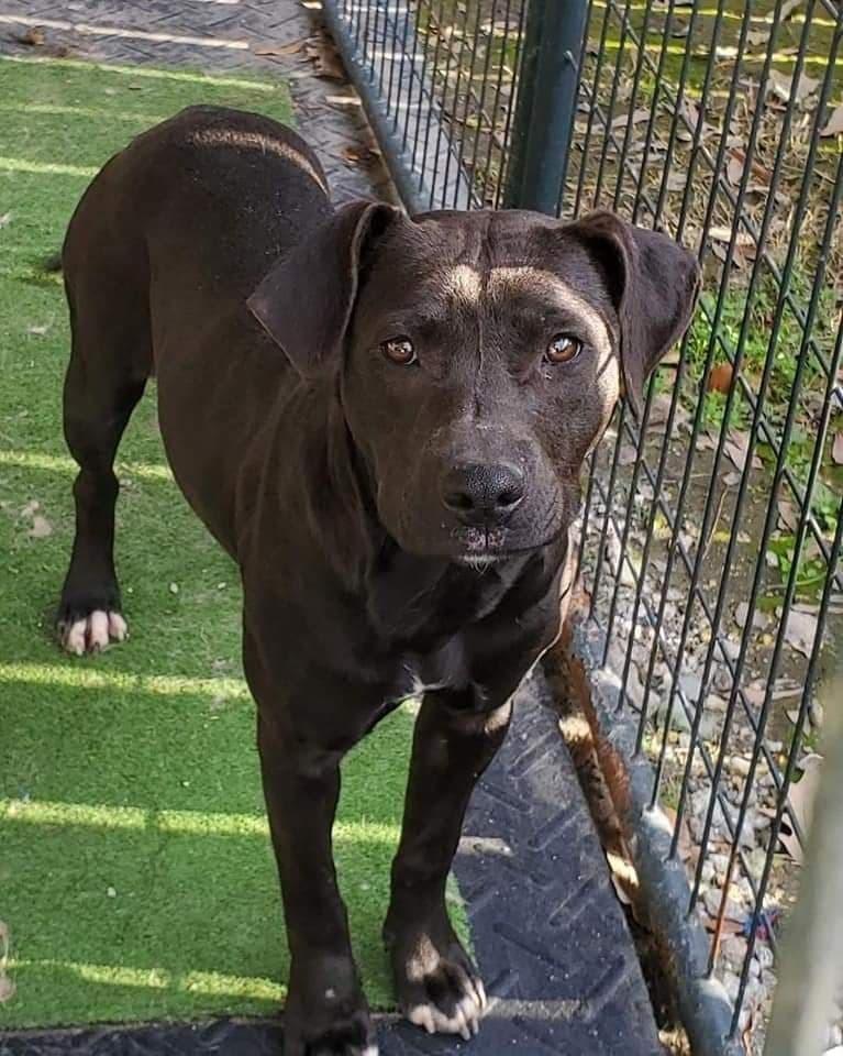 Enlarge Valkyrie, a Adopted mixed breed in Ridgeland, SC image 1/1