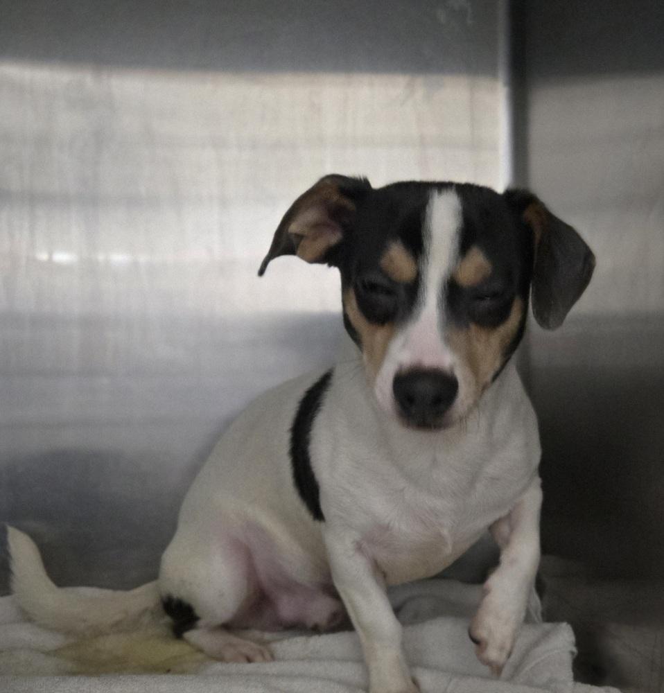 7 Tugboat, Adoptable, Puppy Male Chihuahua & Dachshund.