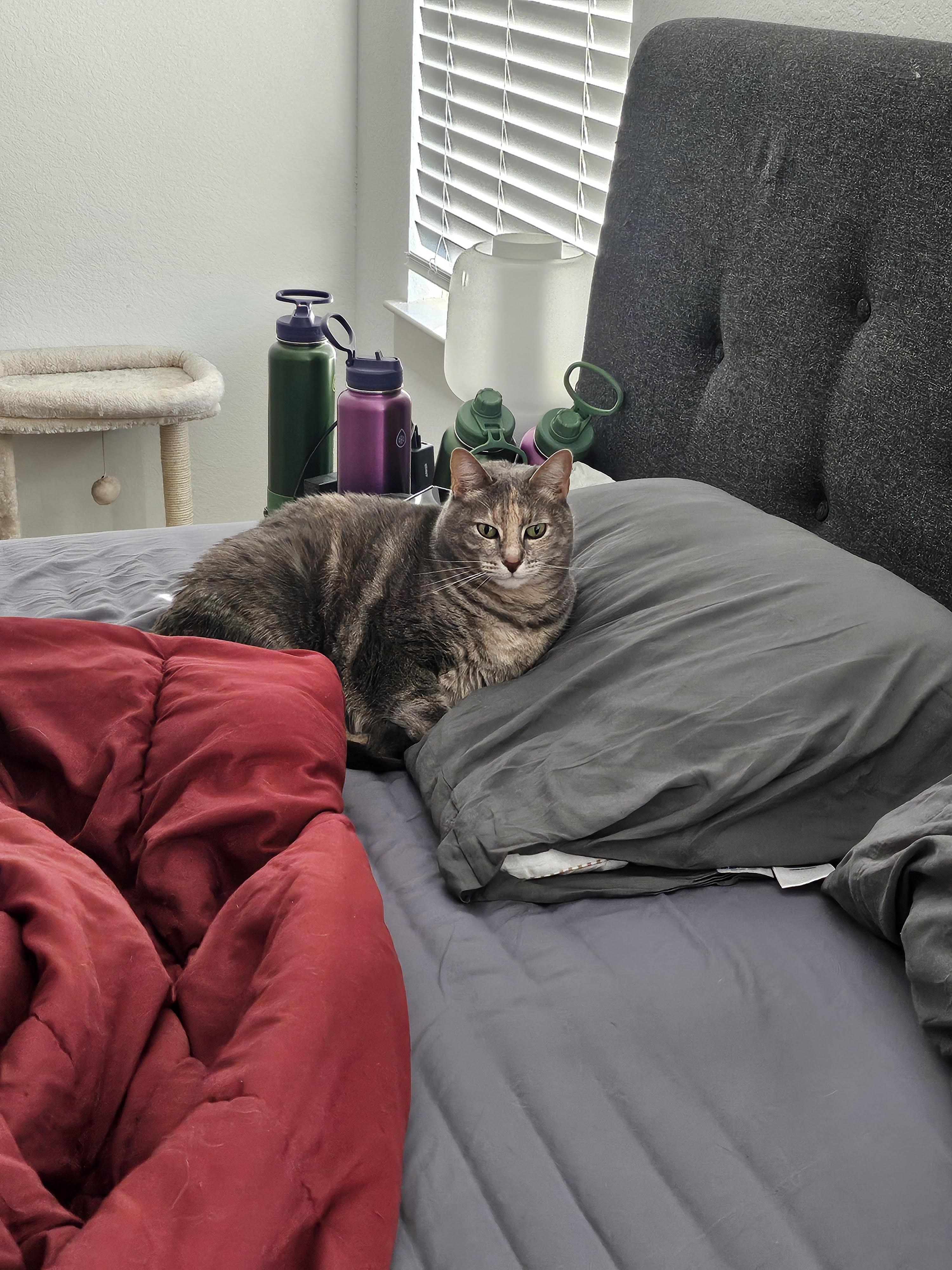 Mimi, adopted, Adult Female Domestic Short Hair & Dilute Tortoiseshell.