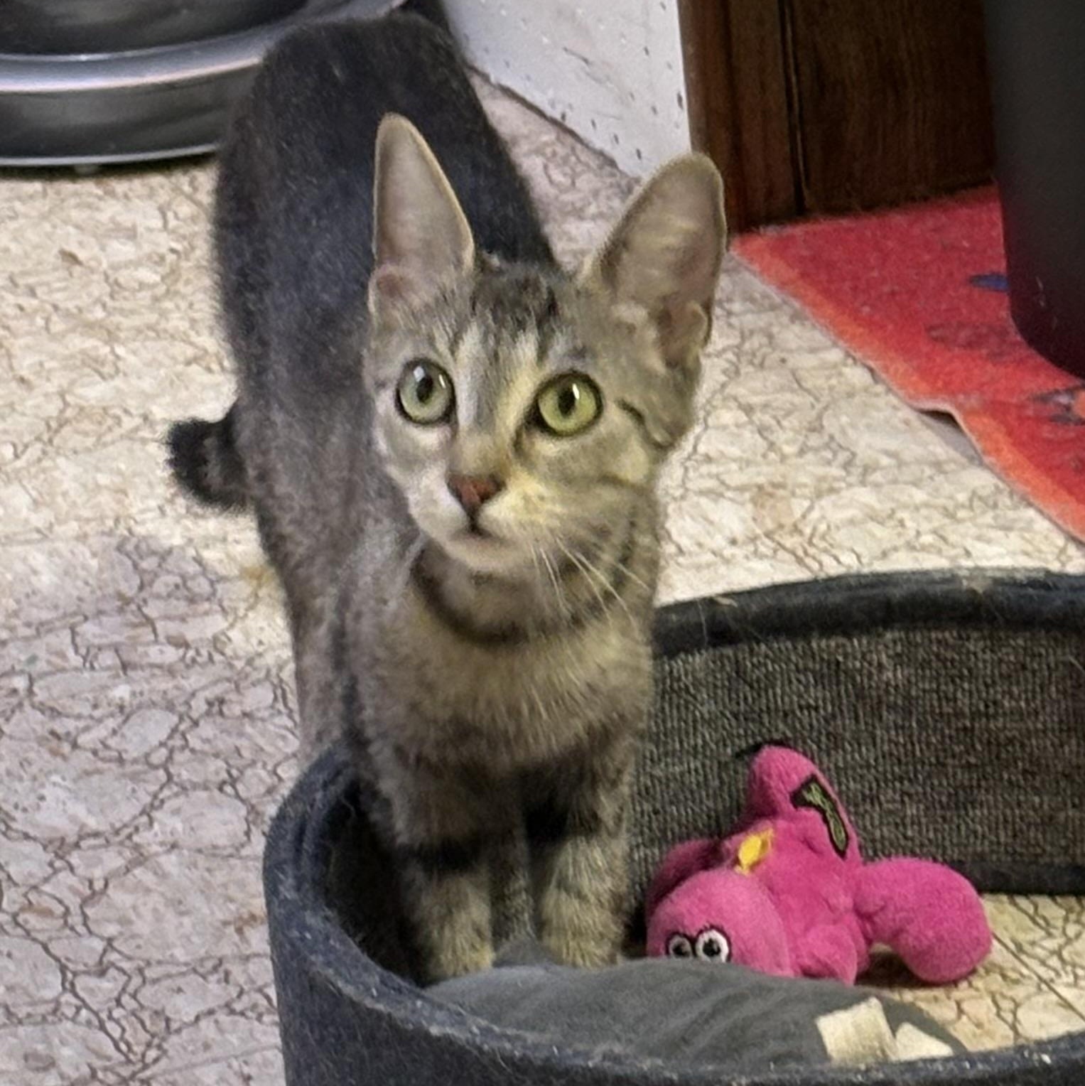 Farah, an adopted Domestic Short Hair in Garden City, MI image 3/3