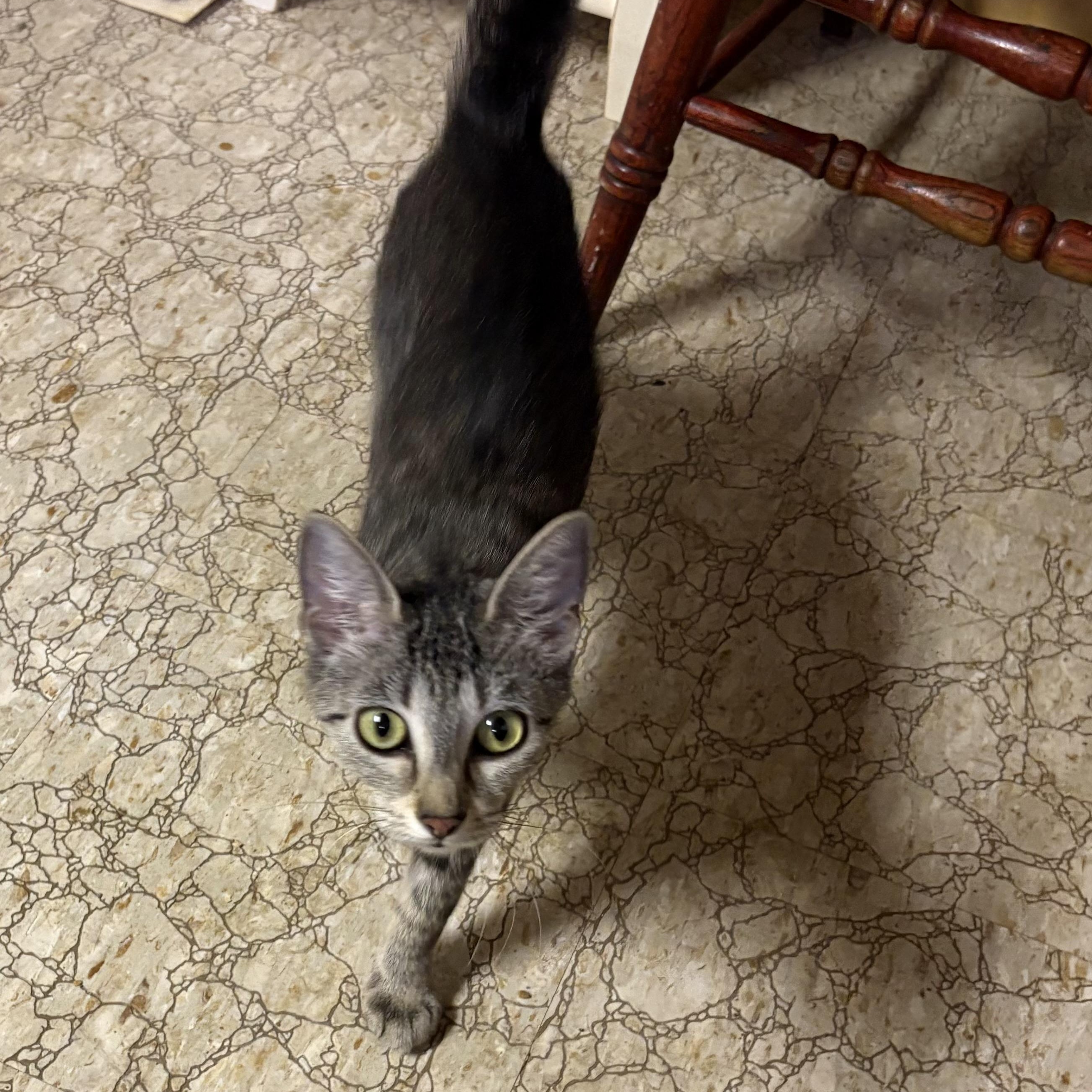 Farah, an adopted Domestic Short Hair in Garden City, MI image 2/3