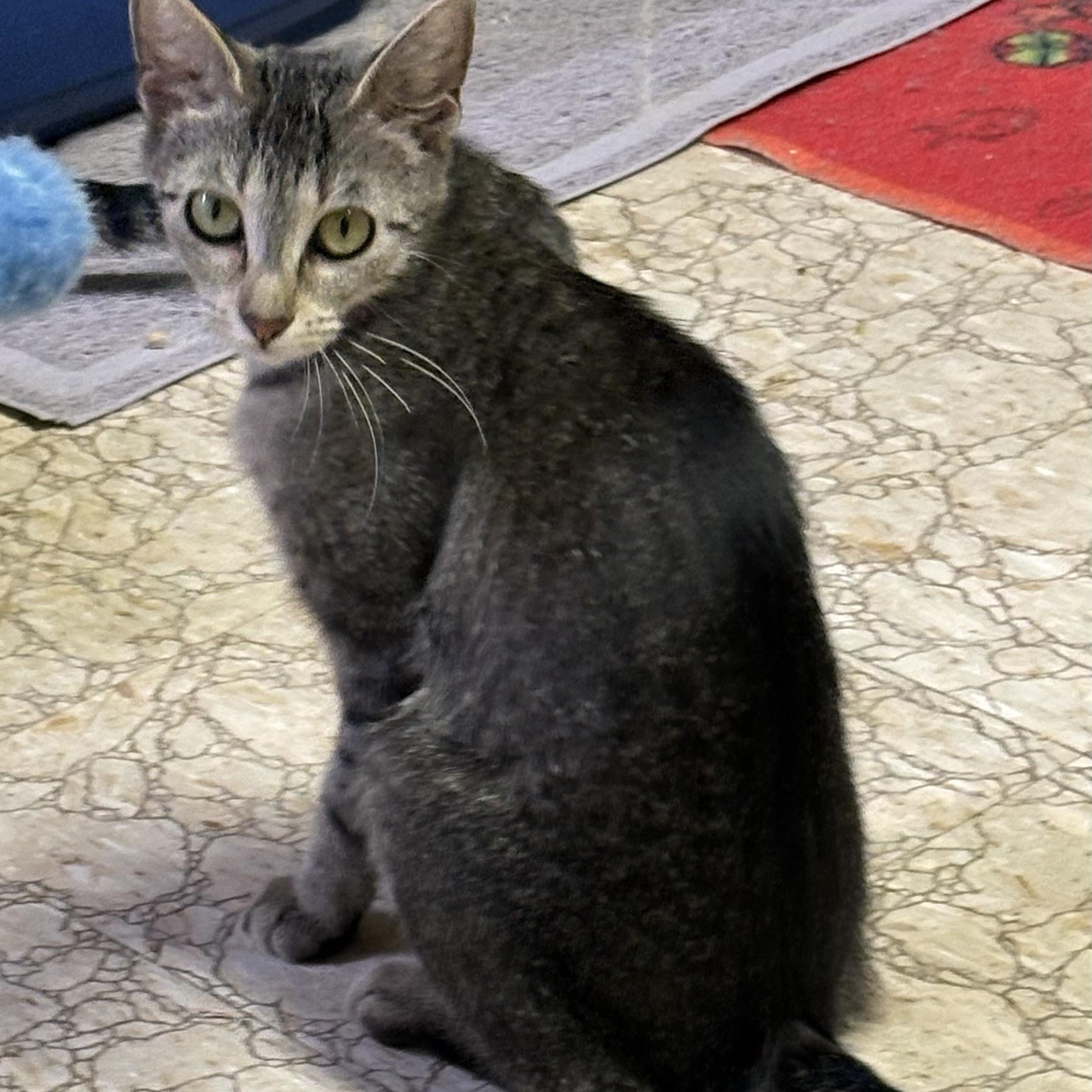 Farah, adopted, Adult Female Domestic Short Hair.