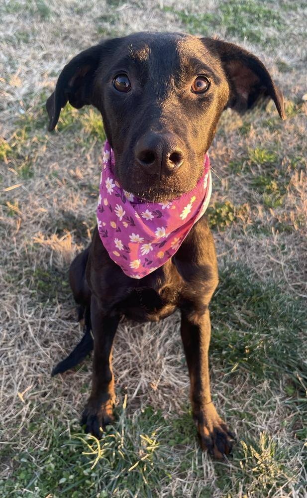 Enlarge Kamilla, a Adoptable Mixed Breed in Dickson, TN image 1/4