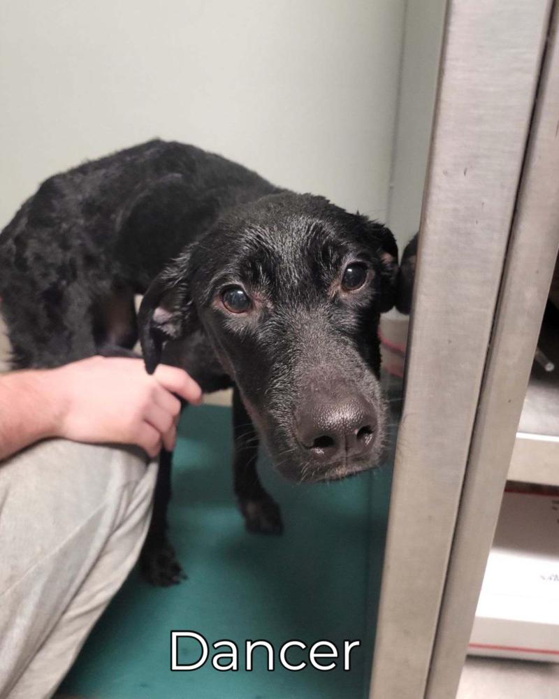 Enlarge Kamilla, a Adoptable Mixed Breed in Dickson, TN image 2/4