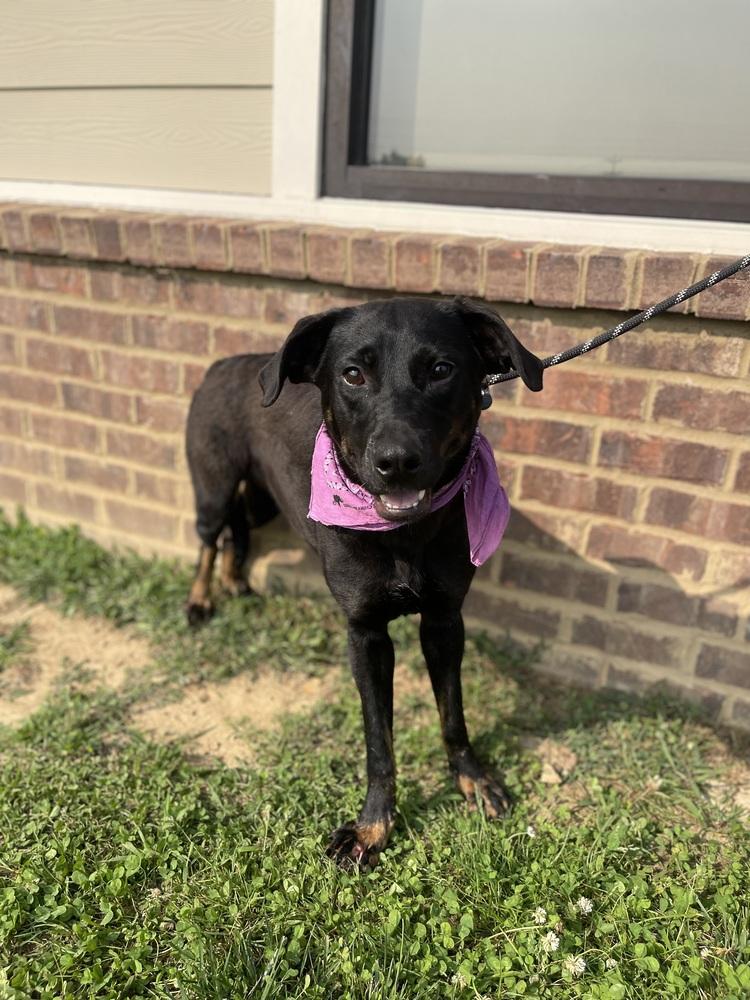 Enlarge Kamilla, a Adoptable Mixed Breed in Dickson, TN image 3/4