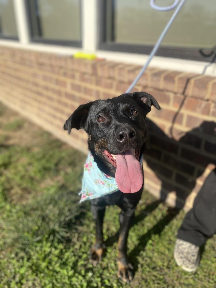 Enlarge Kamilla, a Adoptable Mixed Breed in Dickson, TN image 4/4