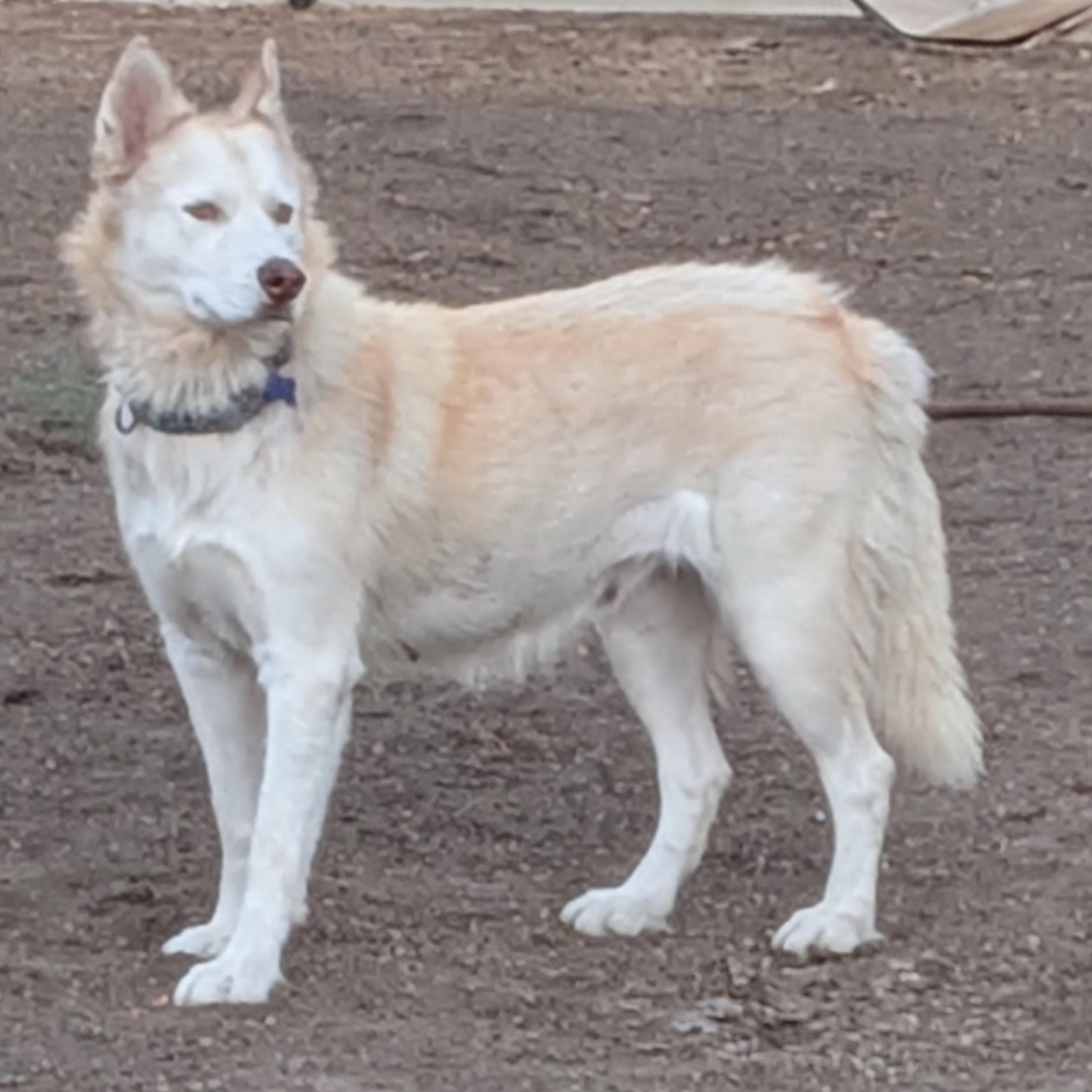 Enlarge Honey, a Adoptable Siberian Husky in Portland, OR image 2/6