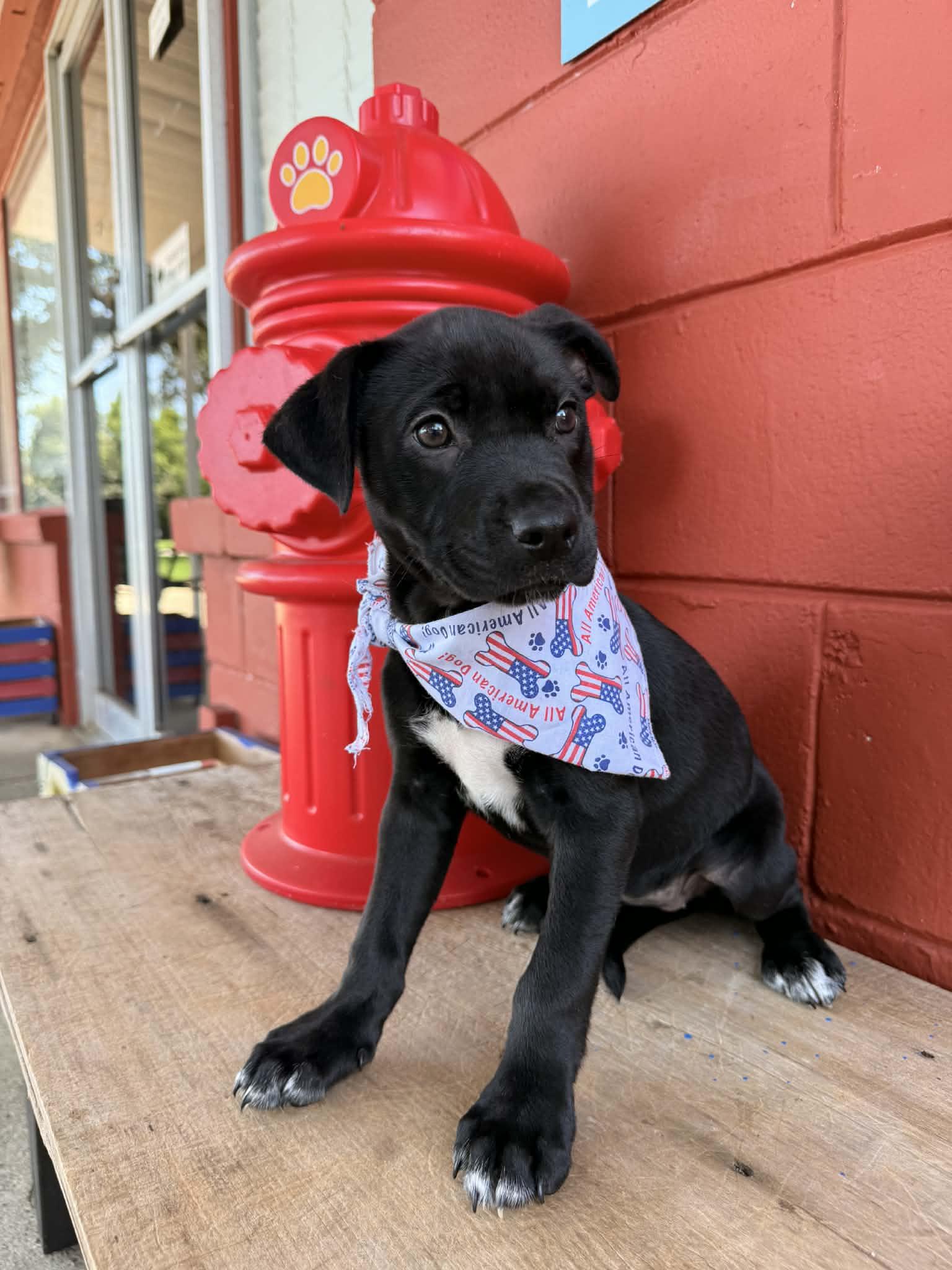 Raven, an adopted mixed breed in Pensacola, FL image 1/2
