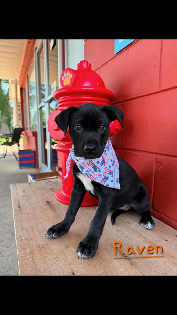 Raven, an adopted mixed breed in Pensacola, FL image 2/2