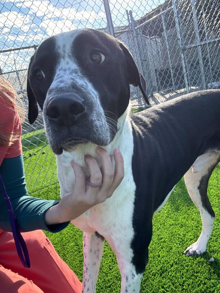 Enlarge Winston, a Adoptable mixed breed in Tulsa, OK image 2/5