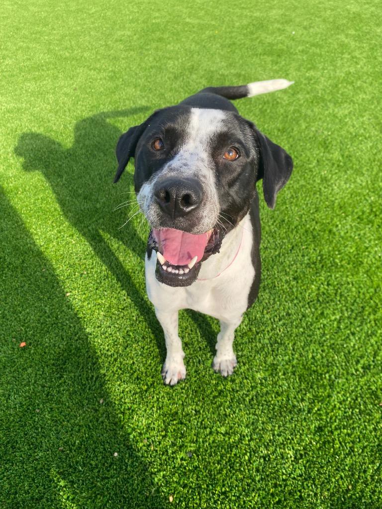 Enlarge Winston, a Adoptable mixed breed in Tulsa, OK image 3/5