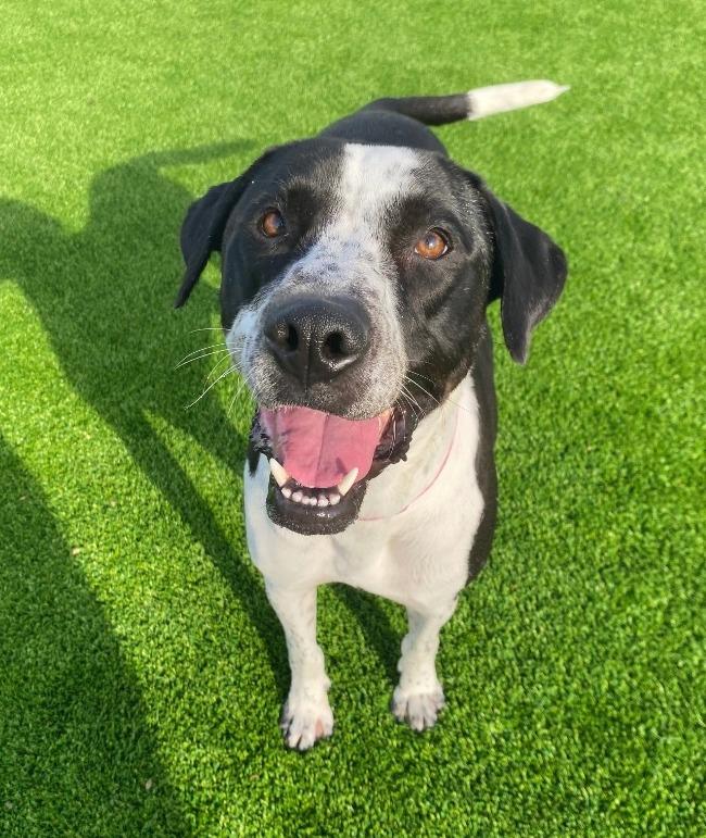 Winston, Adoptable, Adult Male Pointer & Terrier.
