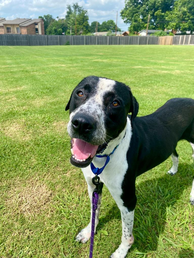 Enlarge Winston, a Adoptable mixed breed in Tulsa, OK image 2/6
