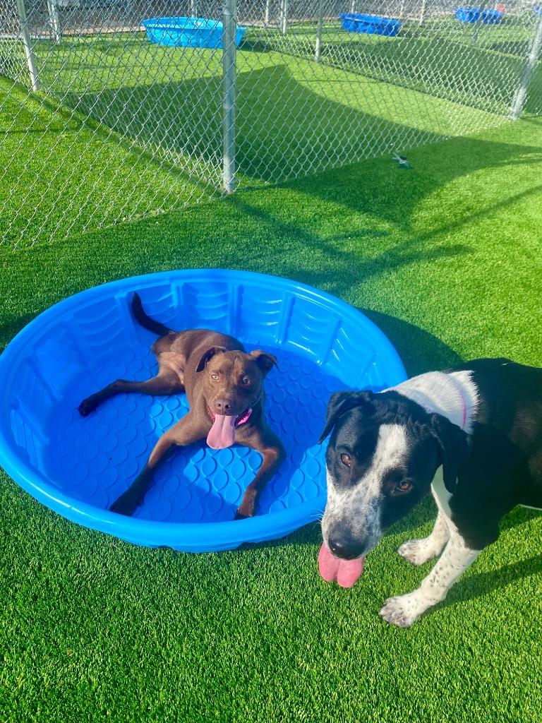 Enlarge Winston, a Adoptable mixed breed in Tulsa, OK image 4/5