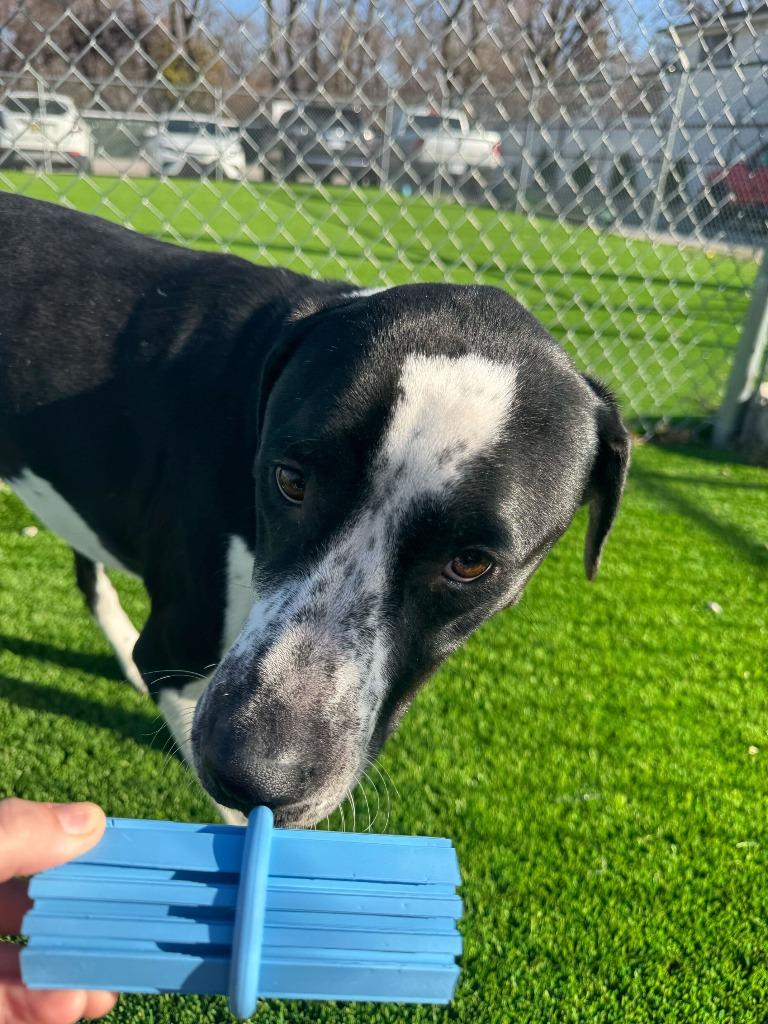 Enlarge Winston, a Adoptable mixed breed in Tulsa, OK image 5/5