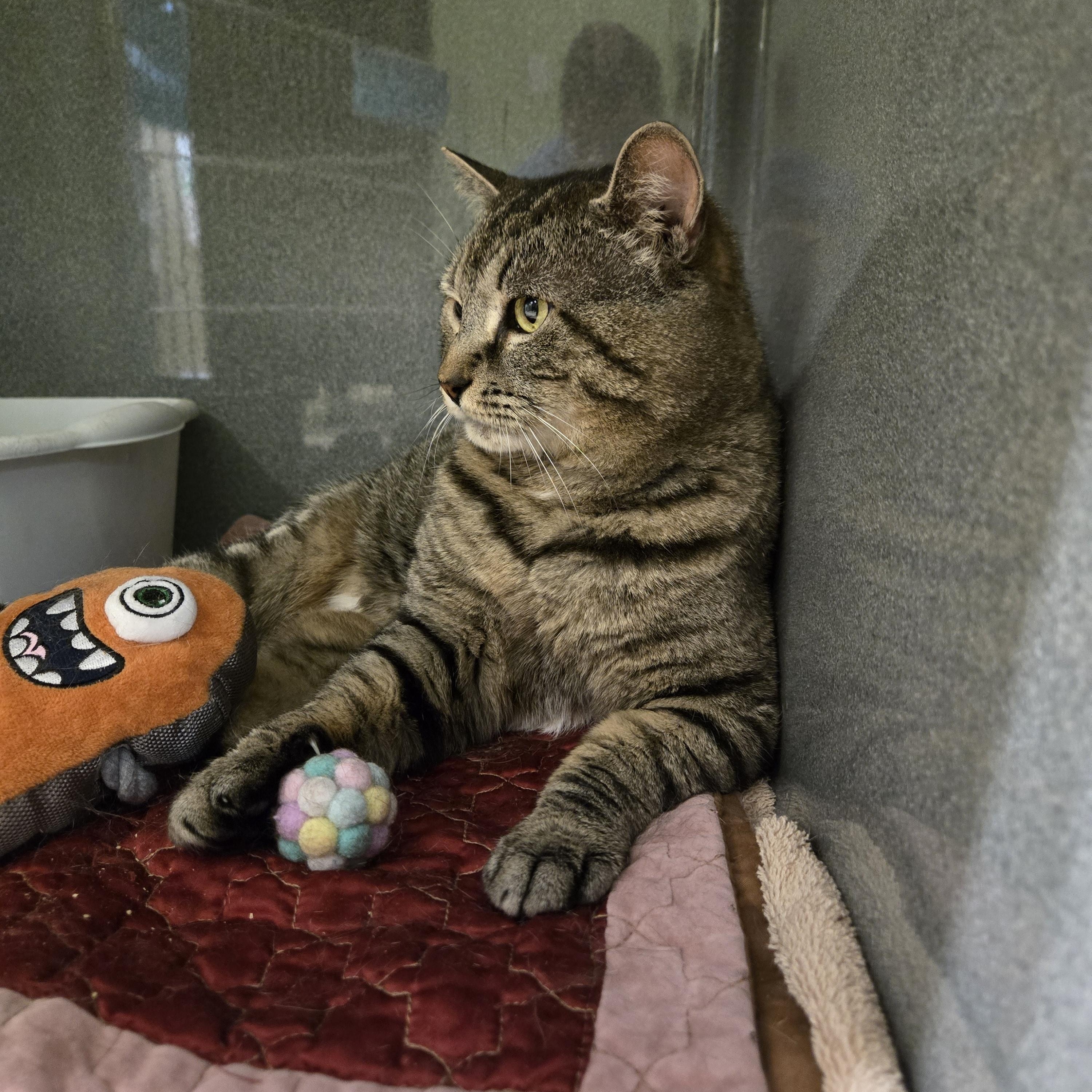 Nibbles, a ADOPTABLE Domestic Short Hair in Paris, ME image 2/2