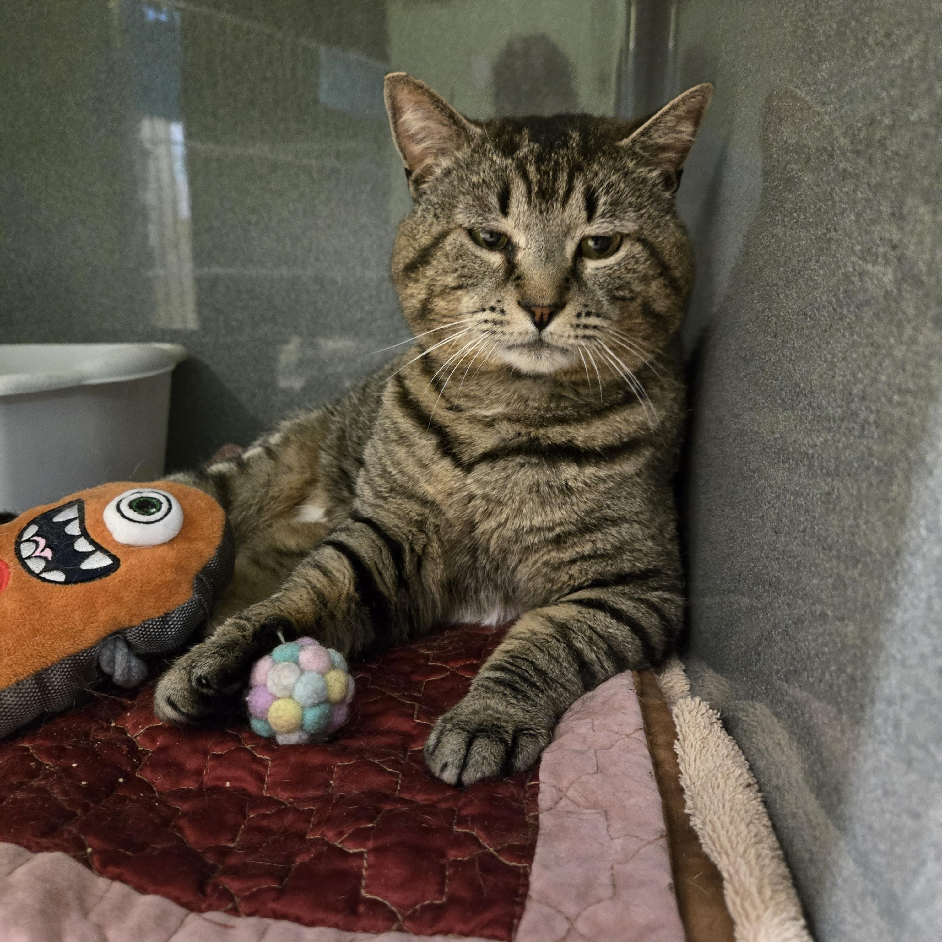 Nibbles, a ADOPTABLE Domestic Short Hair in Paris, ME image 1/2