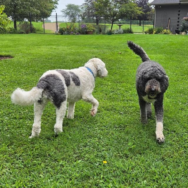 Enlarge Millie 26-139 and Hamm 26-140, an adopted mixed breed in Minnetonka, MN image 3/5
