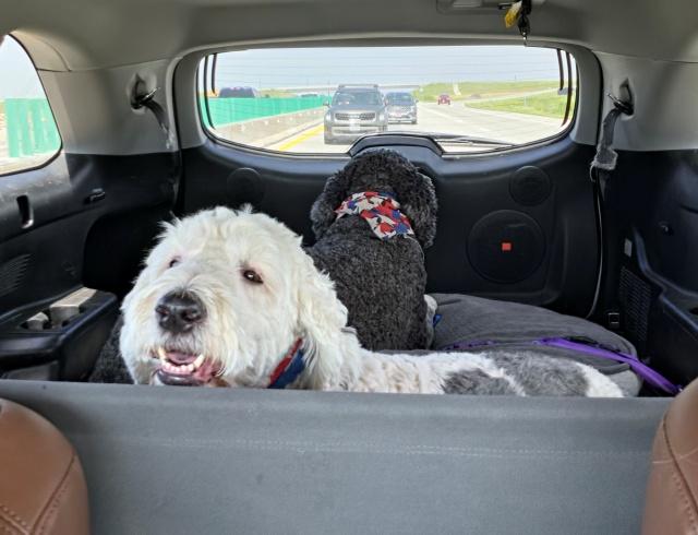 Enlarge Millie 26-139 and Hamm 26-140, an adopted mixed breed in Minnetonka, MN image 5/5