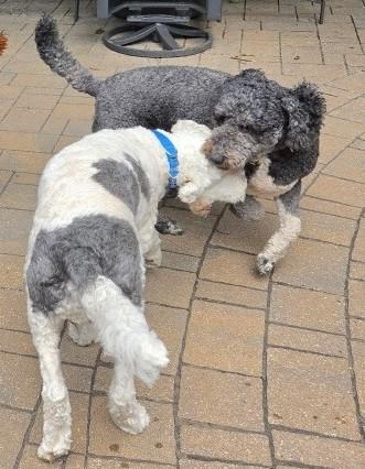 Enlarge Millie 26-139 and Hamm 26-140, an adopted mixed breed in Minnetonka, MN image 4/5