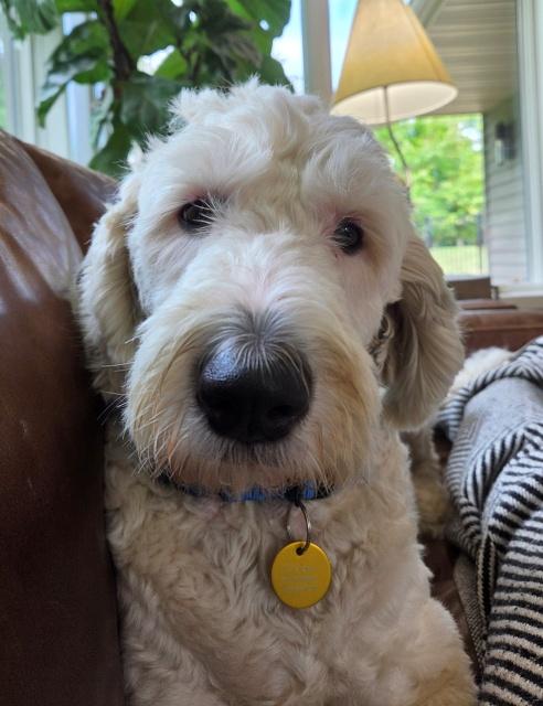 Millie 26-139 and Hamm 26-140, adopted, Adult Female Sheepadoodle & Goldendoodle.