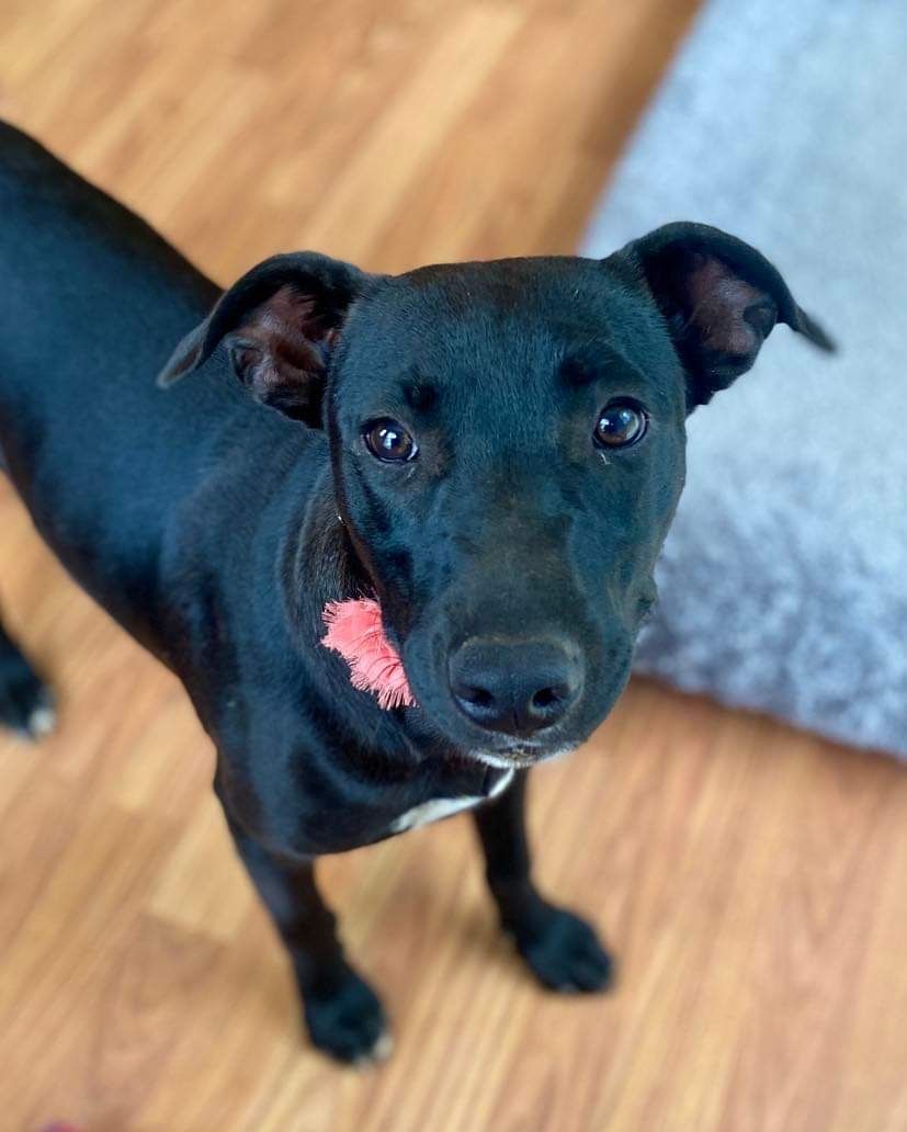 Tilly, Adopted, Young Female Black Labrador Retriever & Whippet.