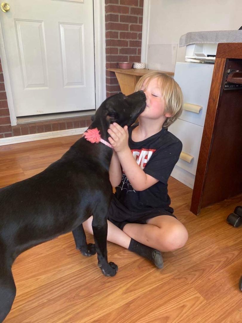 Enlarge Tilly, a Adopted mixed breed in Westport, CT image 2/5