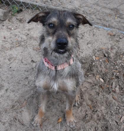 Blackie, an adopted mixed breed in Inverness, FL image 2/2