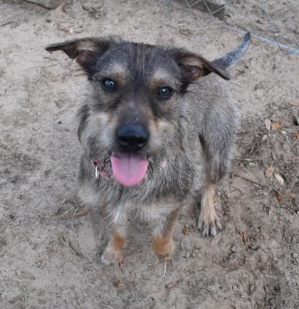 Blackie, adopted, Adult Male Cairn Terrier & Border Terrier.