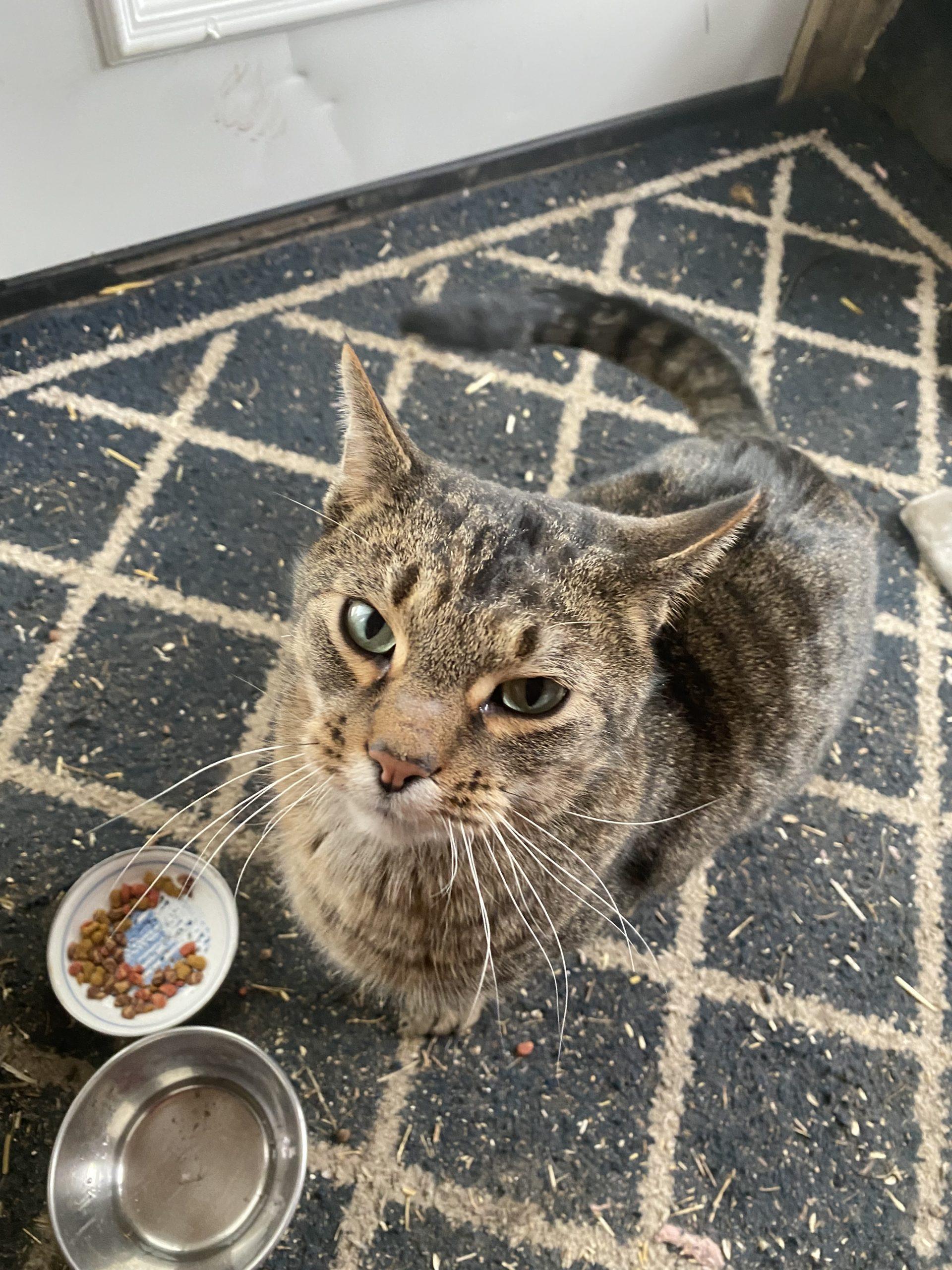 Otis, Adoptable, Adult Male Domestic Short Hair.
