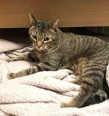 Enlarge Otis, a Adoptable Domestic Short Hair in Fishers, IN image 1/2