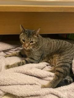 Enlarge Otis, a Adoptable Domestic Short Hair in Fishers, IN image 2/2