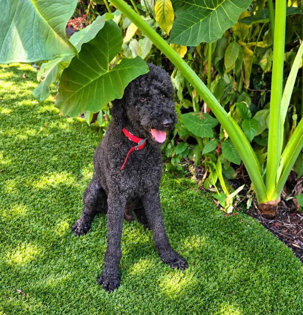 BENTLEY, Adoptable, Senior Male Poodle.