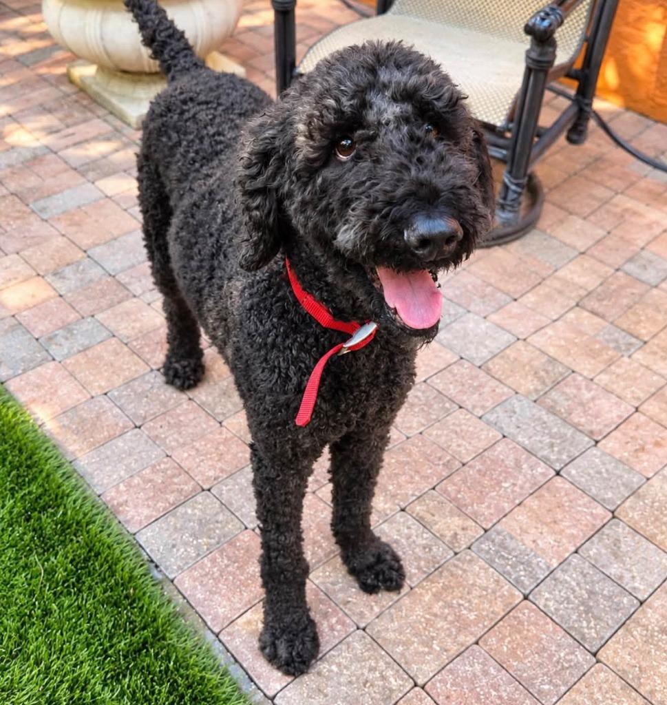 Enlarge BENTLEY, a Adoptable Poodle in Palm City, FL image 2/3