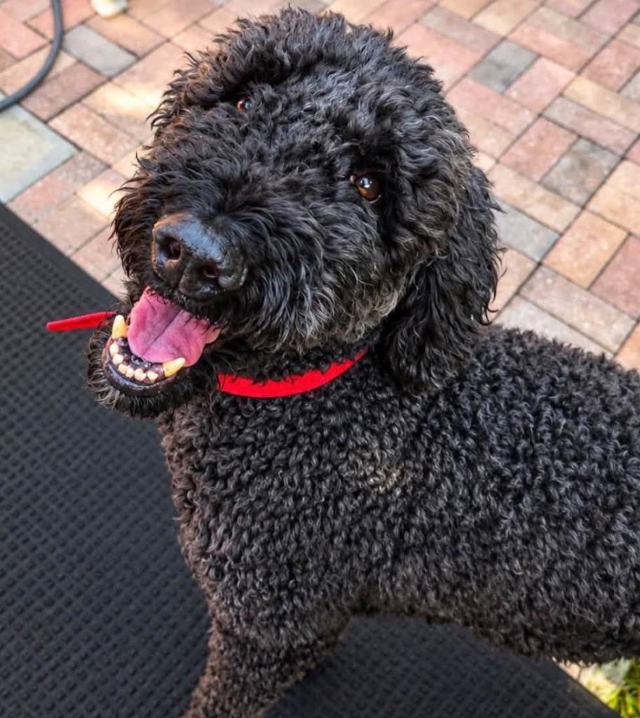 Enlarge BENTLEY, a Adoptable Poodle in Palm City, FL image 3/3