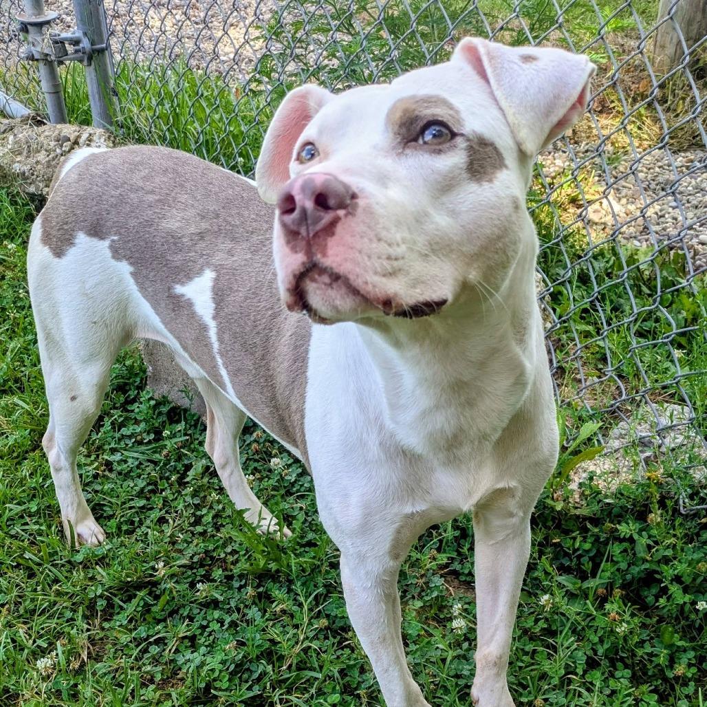 Enlarge Zinger, a Adoptable Mixed Breed in Jeffersonville, IN image 1/2