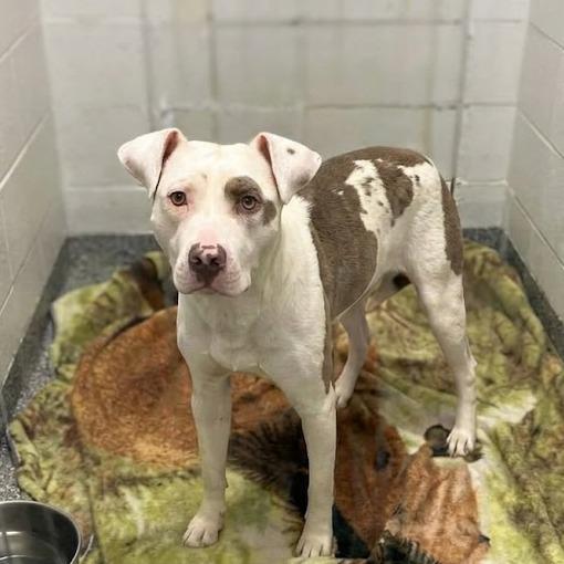 Enlarge Zinger, a Adoptable Mixed Breed in Jeffersonville, IN image 1/1