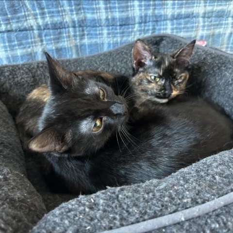 Enlarge BK (Bonded with Sassy), an adoptable Domestic Short Hair in Hudsonville, MI image 3/4