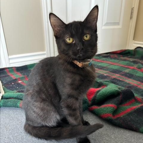 Enlarge BK (Bonded with Sassy), an adoptable Domestic Short Hair in Hudsonville, MI image 1/4