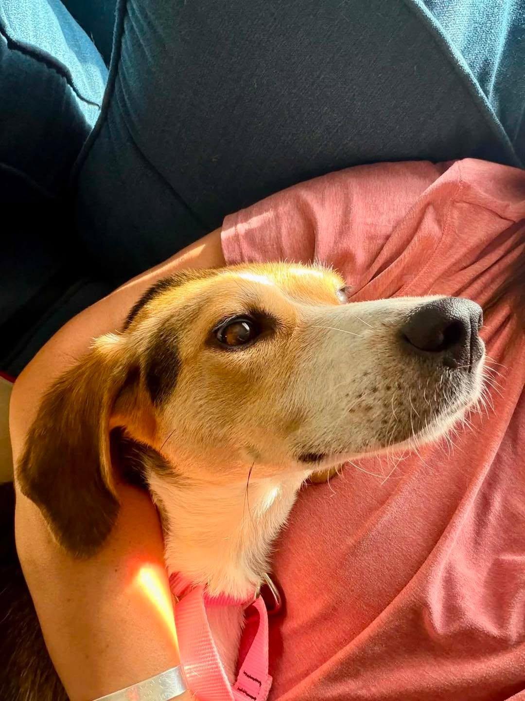 Enlarge Autumn, a ADOPTABLE mixed breed in Succasunna, NJ image 4/5