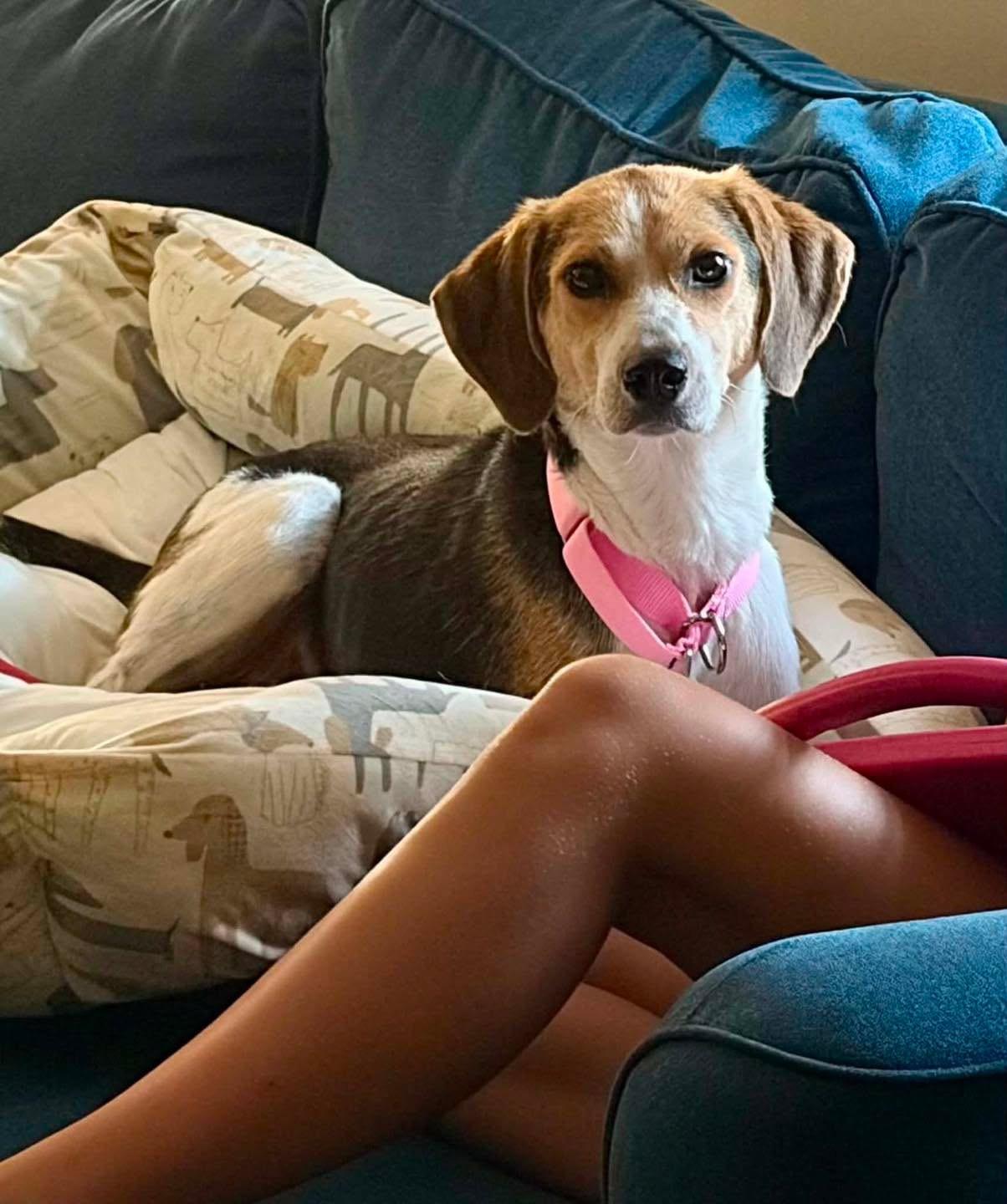 Enlarge Autumn, a ADOPTABLE mixed breed in Succasunna, NJ image 5/5