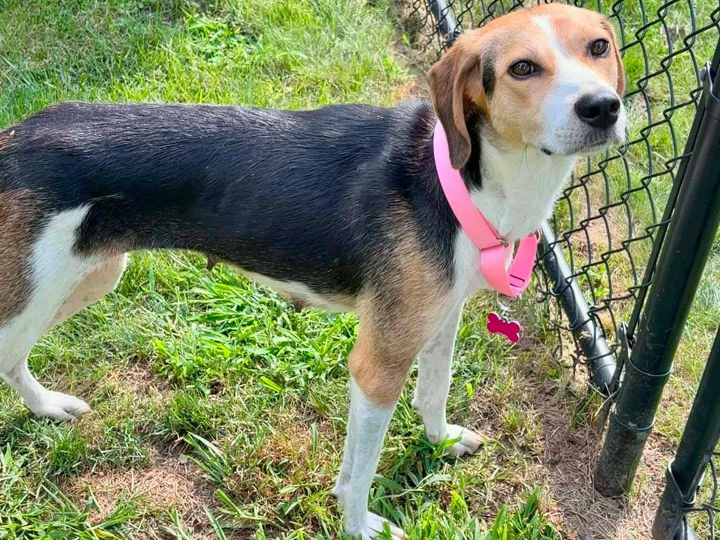 Enlarge Autumn, a ADOPTABLE mixed breed in Succasunna, NJ image 2/5