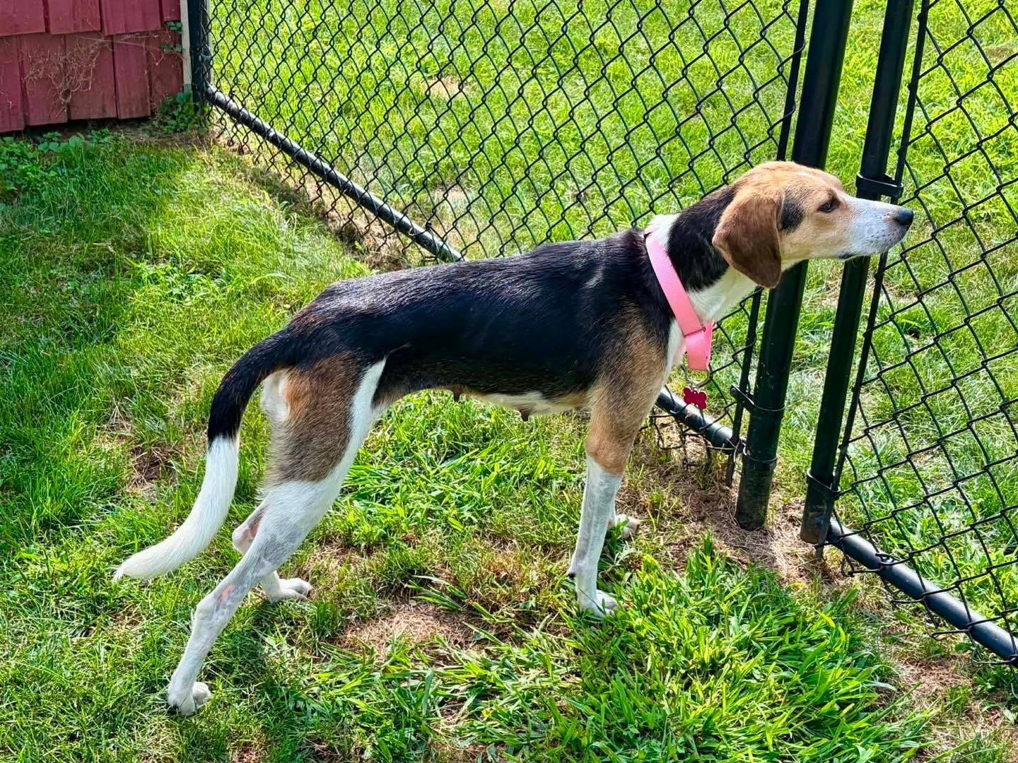 Autumn, ADOPTABLE, Adult Female Foxhound.
