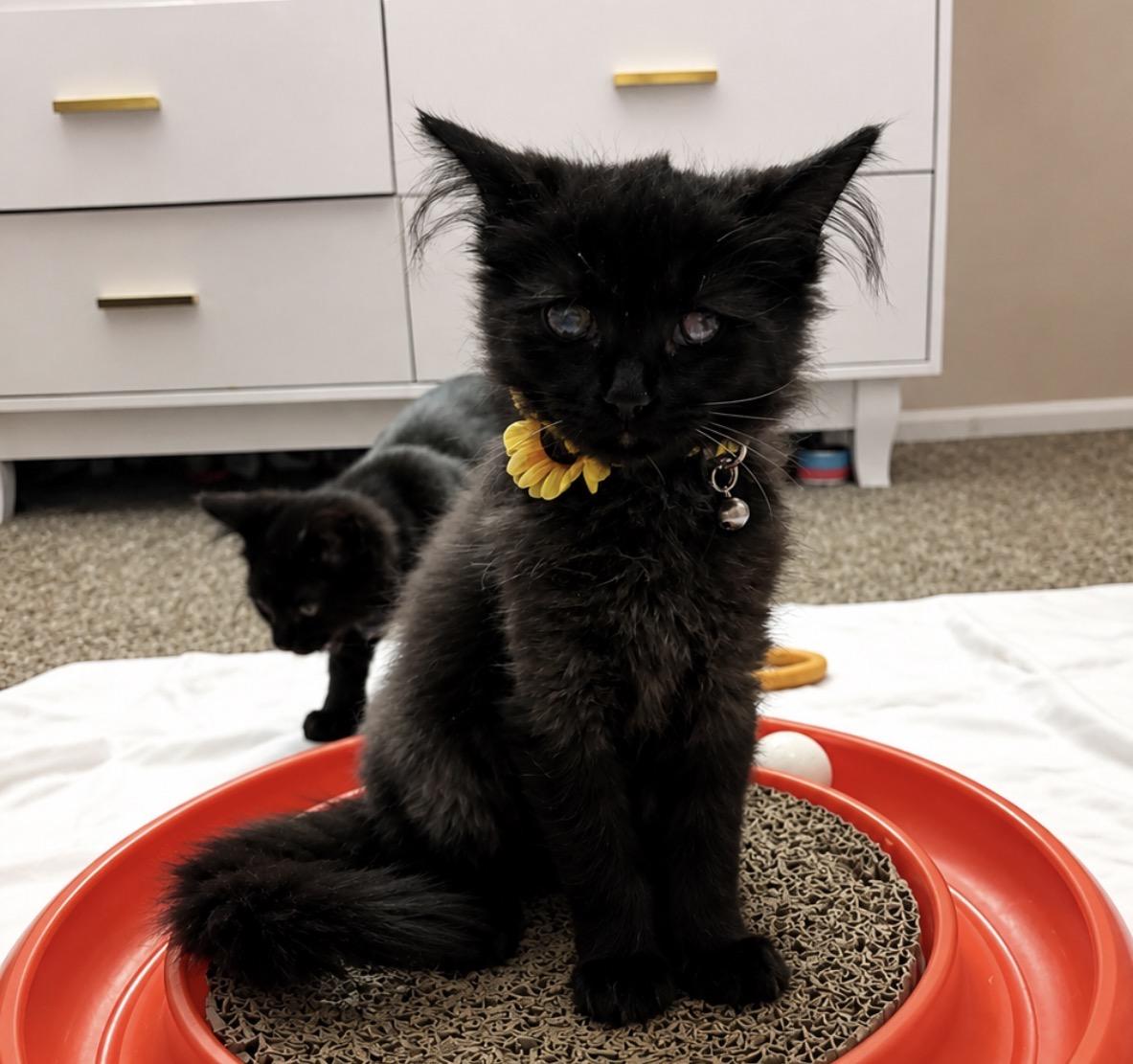 Wendy, ADOPTABLE, Kitten Female Domestic Long Hair.
