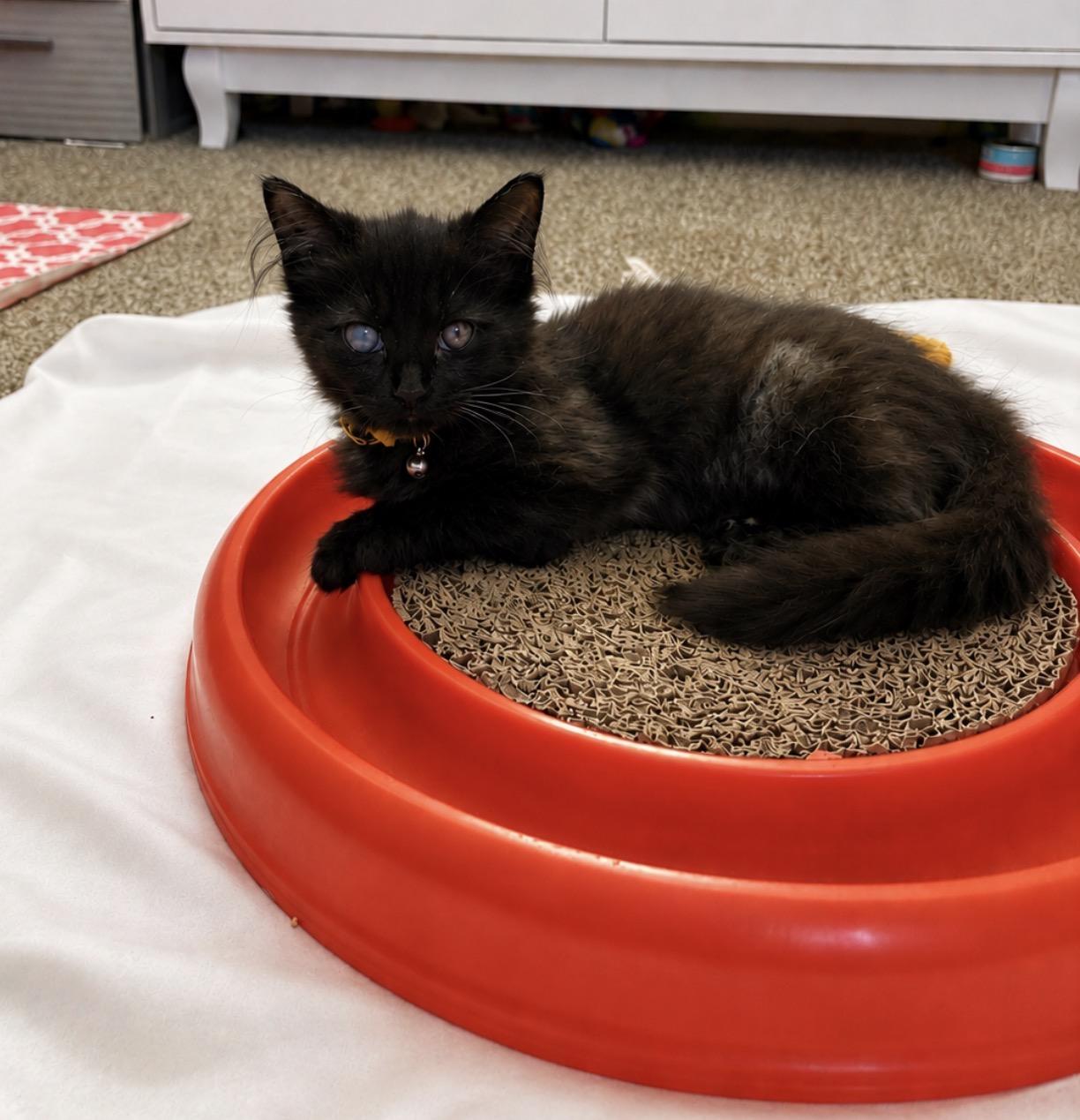 Wendy, a ADOPTABLE Domestic Long Hair in Youngstown, OH image 2/2