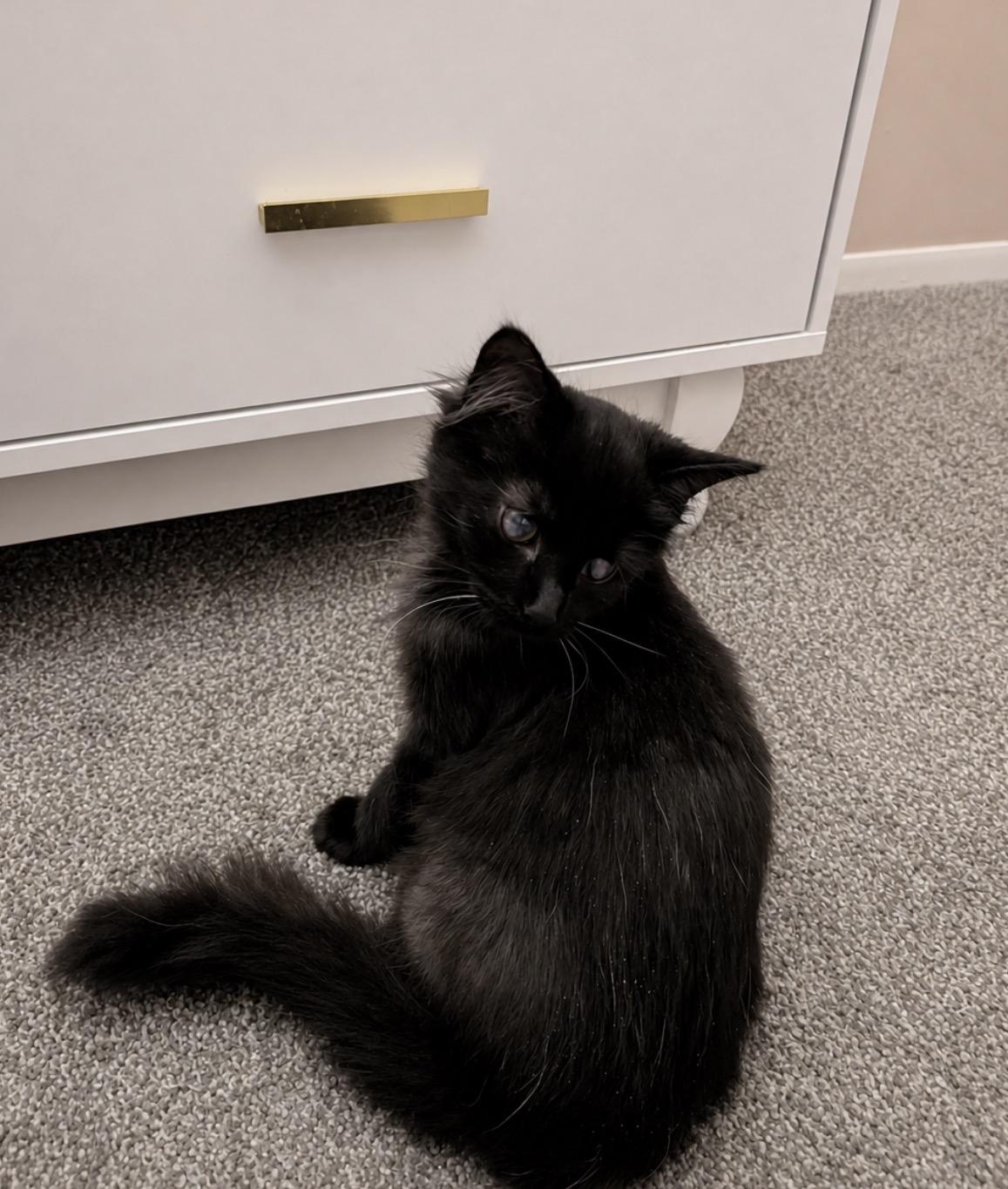 Enlarge Wendy, an adopted Domestic Long Hair in Youngstown, OH image 3/3