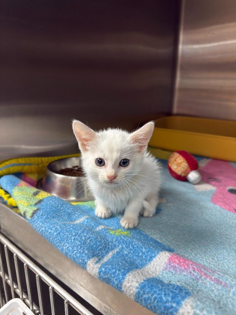Enlarge BUTTERMILK, a Adoptable mixed breed in Athens, AL image 1/1