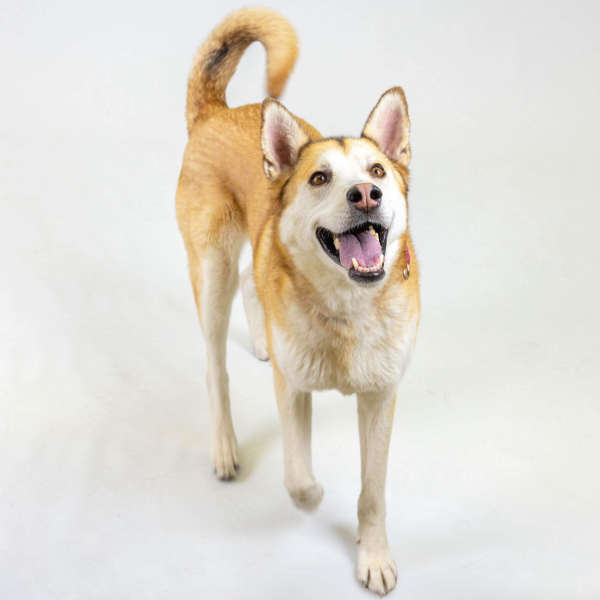 Pippi Longstocking, a Adoptable Siberian Husky in Denver, CO image 4/5