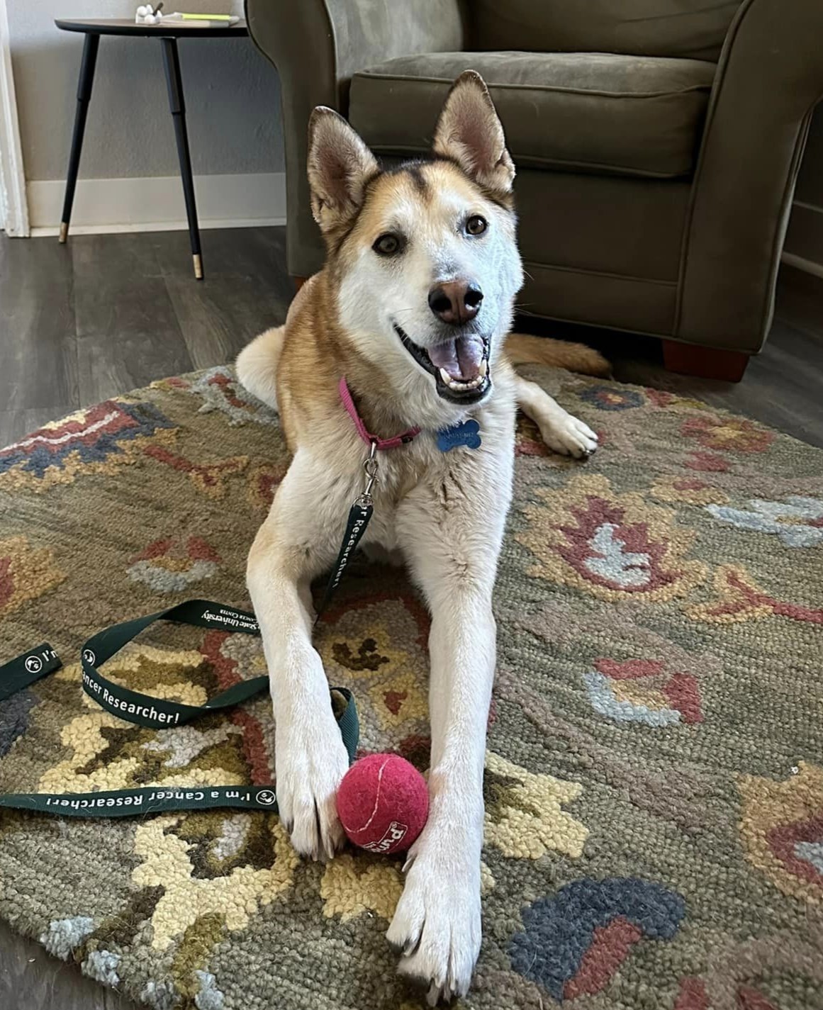 Pippi Longstocking, a Adoptable Siberian Husky in Denver, CO image 5/5